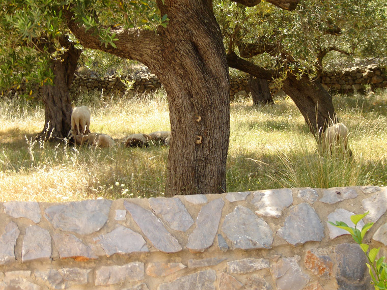 Des oliviers du petit village de Poulithra, autour de la maison (Grèce)